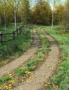 Country lane passes throught forest in autumn time