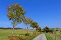 Country lane with row of rowan trees with bright red berries in a green field under a clear blue sky Royalty Free Stock Photo