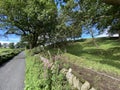 Country lane, with stone walls, and wild flowers near, Lindley, Harrogate, UK