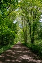 A country lane in the summer Royalty Free Stock Photo