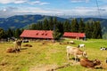 Country life at Bavarian Alp summer season Royalty Free Stock Photo