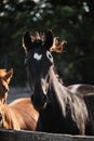 Country life in fresh air and horse farm with thoroughbred stallions. One adult black stallion with white spot on head is standing Royalty Free Stock Photo