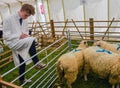 Country Life - Man Judging Sheep Quality