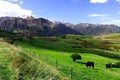 Country life new zealand (2)