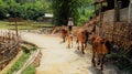 Country life in Vietnam