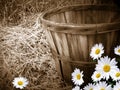 daisies with bushel basket