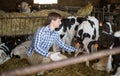 Male employee with dairy cattle in livestock farm Royalty Free Stock Photo