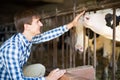 Male employee with dairy cattle in livestock farm Royalty Free Stock Photo