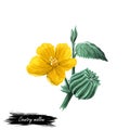 Country mallow heartleaf, silky white mallow isolated digital art illustration. Sida cordifolia flannel weed, bala