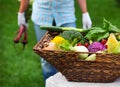 Country man wearing gloves with fresh beetroot in his hands Royalty Free Stock Photo