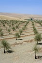 Country olive young trees hill field Royalty Free Stock Photo