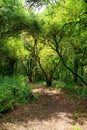 Country path in Erdeven forest Royalty Free Stock Photo