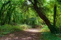 Country path in Erdeven forest Royalty Free Stock Photo