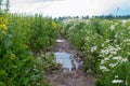 Road with puddles through a flowering meadow Royalty Free Stock Photo