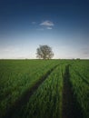 Country pathway along a green wheat field with a lone tree on the horizon. Summer season nature, idyllic landscape. Road across Royalty Free Stock Photo