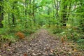 A Country Pathway Royalty Free Stock Photo