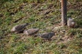 Country Pigeons in Clarksburg WV