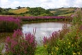 Country pond with colourful colorful flowers in Brixham Devon