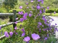 COUNTRY PURPLE FLOWERS ENTWINED IN A WOODEN FENCE