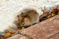 A country rat takes refuge among the leaves waiting for the winter hibernation. Perfect shot for the countryside, animal kingdom