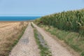 Country road along cornfield near coast of Normandie, France Royalty Free Stock Photo
