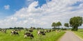 Country road along a meadow with cows in Groningen