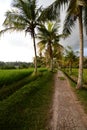 A country road amongst the rice paddies. Ubud. Gianyar regency. Bali. Indonesia