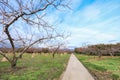 A country road and apple tree in authumn Royalty Free Stock Photo
