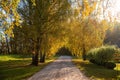 Country road through autumn birch alley in the evening sunlight Royalty Free Stock Photo