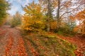 Country road through autumn forest Royalty Free Stock Photo