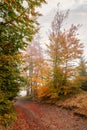 Country road through autumn forest Royalty Free Stock Photo