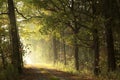 country road through an autumn forest at sunrise a rural leading deciduous with most oaks on sunny day the bright light of rising Royalty Free Stock Photo