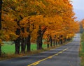 Country road with autumn trees