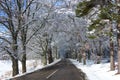 Country road with avenue of beech trees