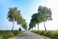 Country road avenue with a line of birch trees running along each side against a blue sky, typical in northern Germany, copy space Royalty Free Stock Photo