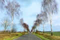 Country road with bare birch trees on both sides, wide fields an Royalty Free Stock Photo