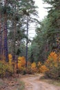 Country road in a beautiful autumn forest Royalty Free Stock Photo