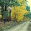 Country road in a beautiful autumn forest Royalty Free Stock Photo