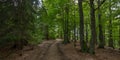 country road through beech forest Royalty Free Stock Photo