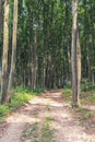 Country road through beech forest Royalty Free Stock Photo