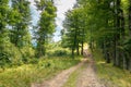 Country road through beech forest Royalty Free Stock Photo