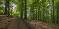 Country road through beech forest Royalty Free Stock Photo