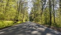 Country road in the beech forest Royalty Free Stock Photo