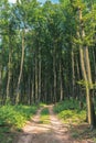 Country road through beech forest Royalty Free Stock Photo