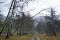 Country road in the birch forest Royalty Free Stock Photo