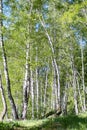 Country road in birch tree forest at sunny day. Natural birchwood background Royalty Free Stock Photo