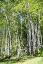 Country road in birch tree forest at sunny day. Natural birchwood background Royalty Free Stock Photo