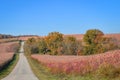 Country Road through Corn Field Royalty Free Stock Photo