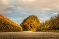 Country road between corn fields early fall in Bavaria Royalty Free Stock Photo