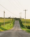 Country road with corn fields, in rural York County, Pennsylvania